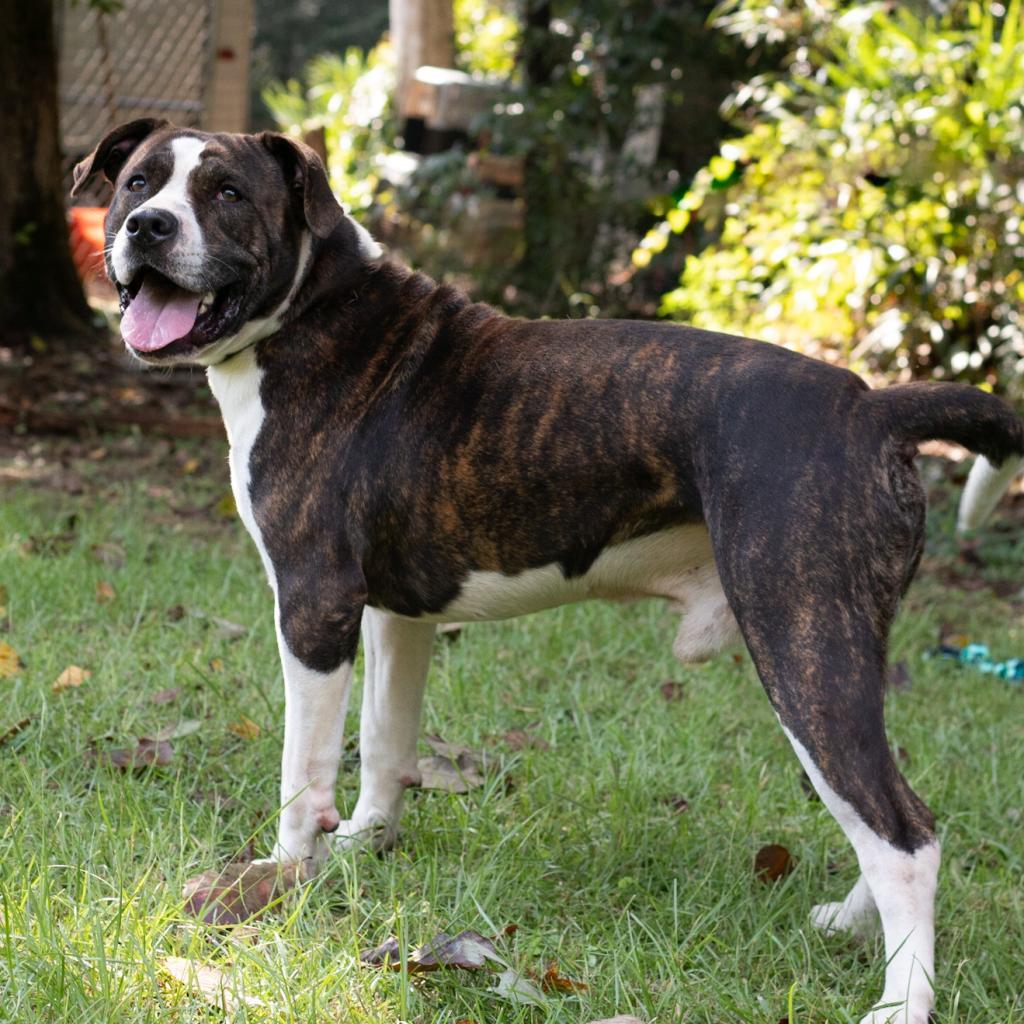 Bellamy, an adoptable American Staffordshire Terrier in QUINCY, FL, 32351 | Photo Image 2