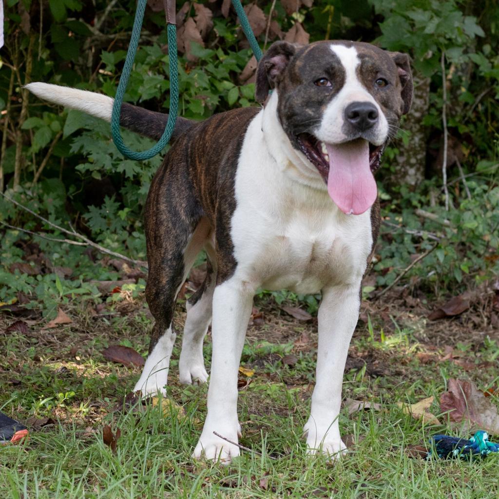 Bellamy, an adoptable American Staffordshire Terrier in QUINCY, FL, 32351 | Photo Image 3