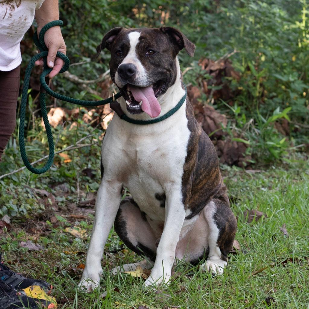 Bellamy, an adoptable American Staffordshire Terrier in QUINCY, FL, 32351 | Photo Image 4