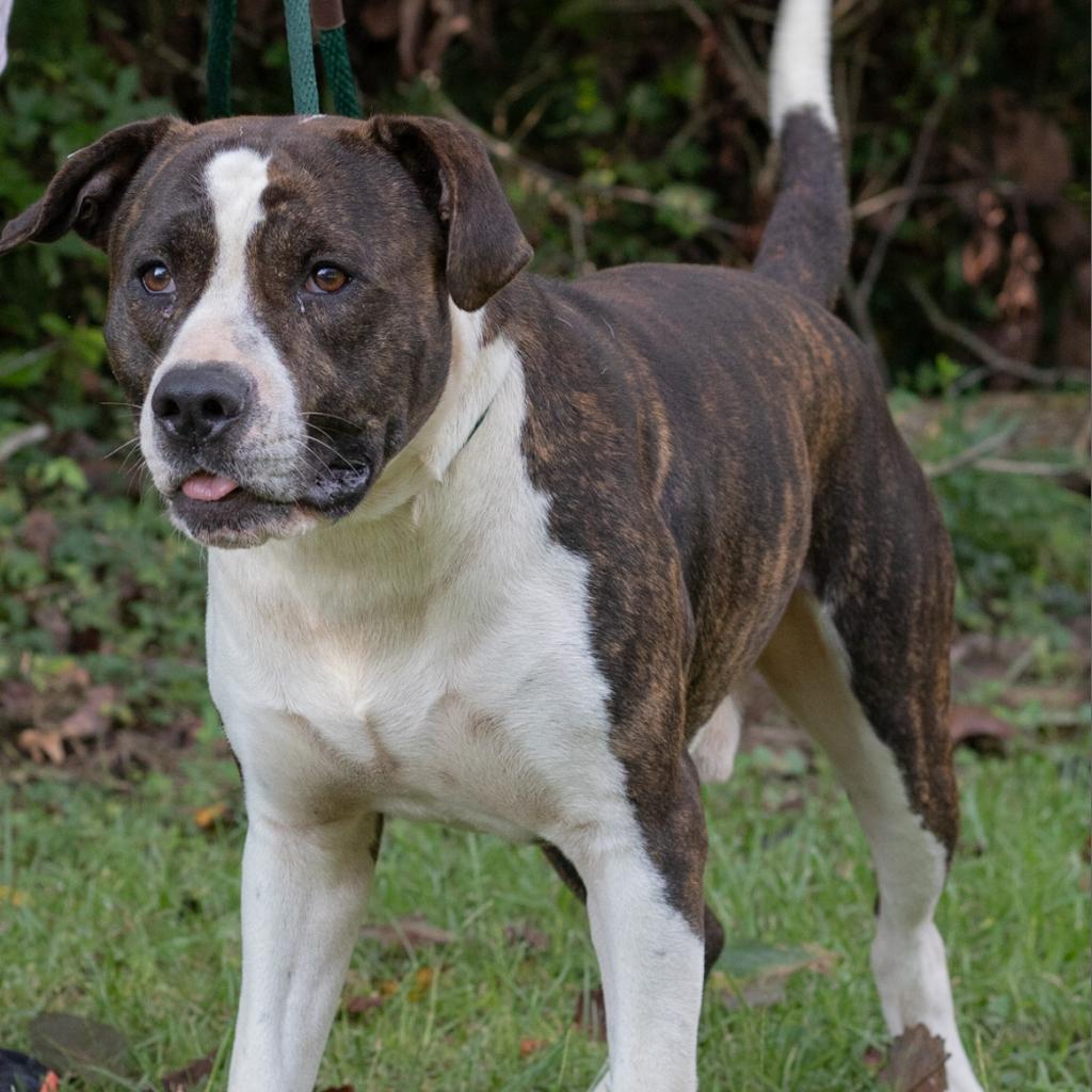 Bellamy, an adoptable American Staffordshire Terrier in QUINCY, FL, 32351 | Photo Image 5