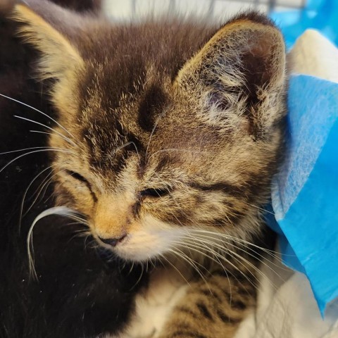 Sam, an adoptable Domestic Short Hair in Green Cove Springs, FL, 32043 | Photo Image 1