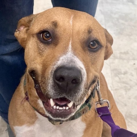 Gabriella, an adoptable American Bulldog in Tuscaloosa, AL, 35401 | Photo Image 1