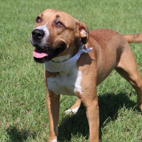 Gabriella, an adoptable American Bulldog in Tuscaloosa, AL, 35401 | Photo Image 2