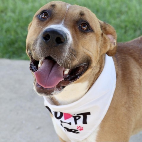 Gabriella, an adoptable American Bulldog in Tuscaloosa, AL, 35401 | Photo Image 3