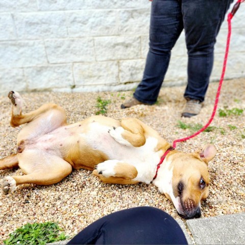 Gabriella, an adoptable American Bulldog in Tuscaloosa, AL, 35401 | Photo Image 4