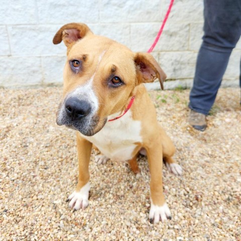 Gabriella, an adoptable American Bulldog in Tuscaloosa, AL, 35401 | Photo Image 5