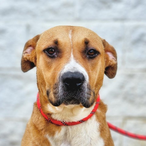 Gabriella, an adoptable American Bulldog in Tuscaloosa, AL, 35401 | Photo Image 6