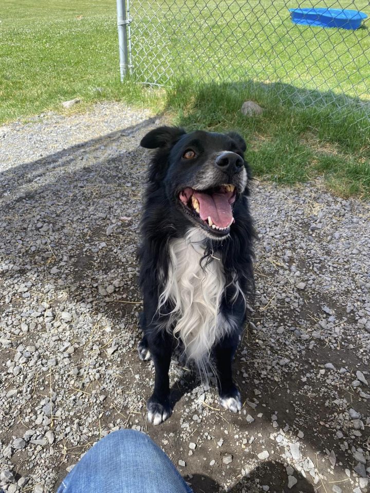 JUGGERNAUT, an adopted Border Collie Mix in Prineville, OR_image-5