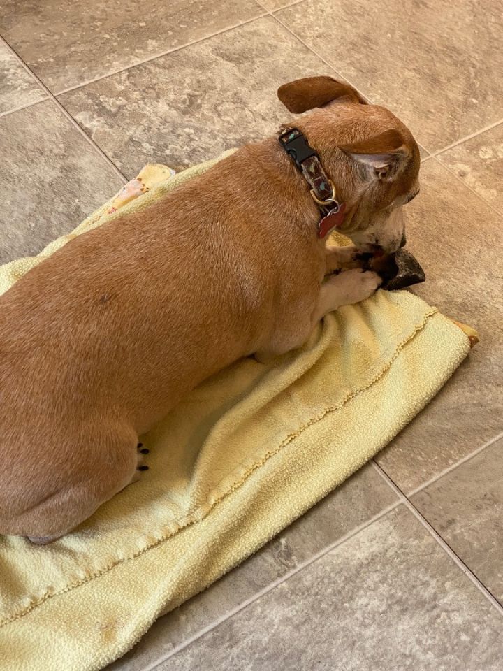 cleveland browns dog bed