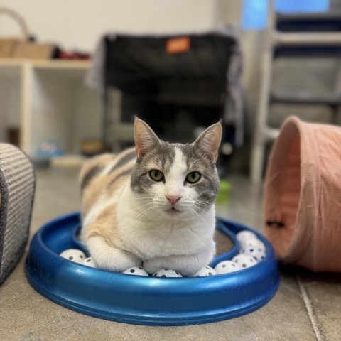 Helen, an adoptable Domestic Short Hair in Albert Lea, MN, 56007 | Photo Image 1