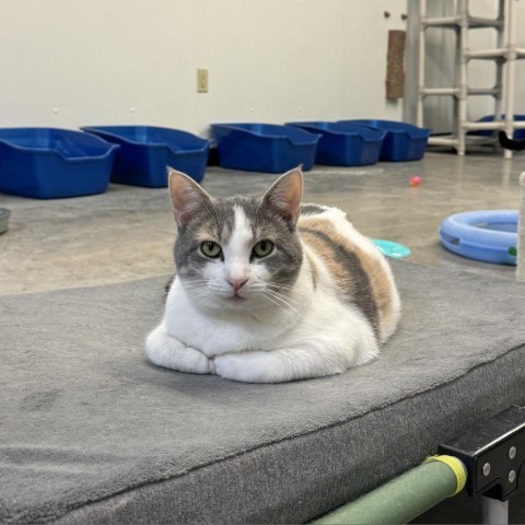 Helen, an adoptable Domestic Short Hair in Albert Lea, MN, 56007 | Photo Image 2