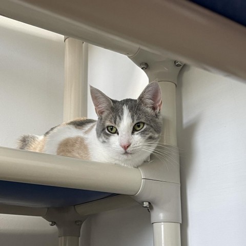 Helen, an adoptable Domestic Short Hair in Albert Lea, MN, 56007 | Photo Image 2