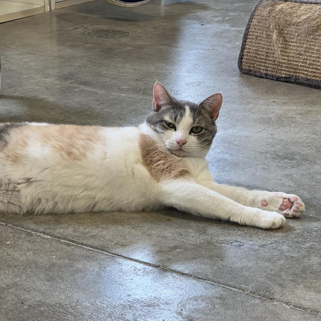 Helen, an adoptable Domestic Short Hair in Albert Lea, MN, 56007 | Photo Image 2