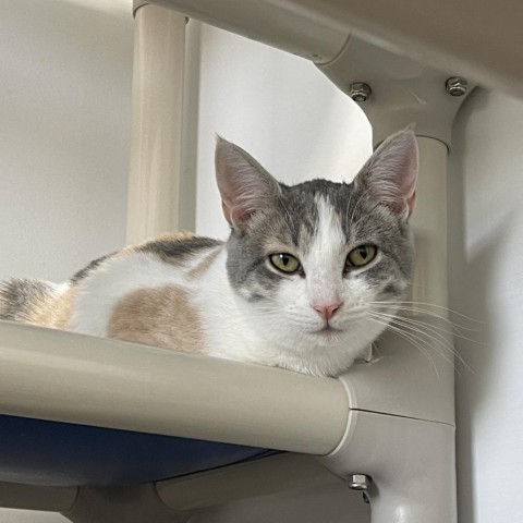 Helen, an adoptable Domestic Short Hair in Albert Lea, MN, 56007 | Photo Image 3