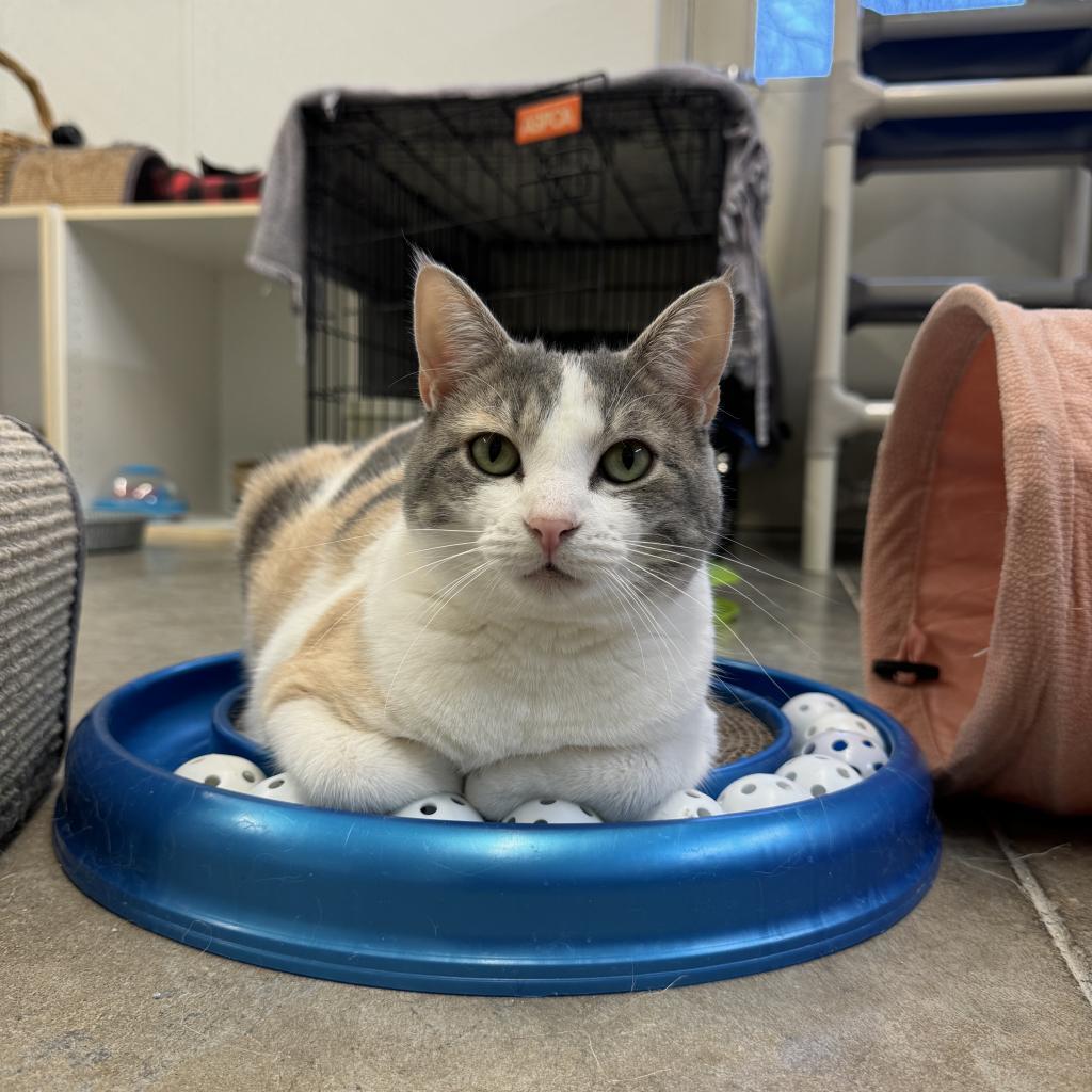 Helen, an adoptable Domestic Short Hair in Albert Lea, MN, 56007 | Photo Image 3