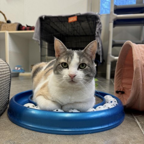 Helen, an adoptable Domestic Short Hair in Albert Lea, MN, 56007 | Photo Image 4