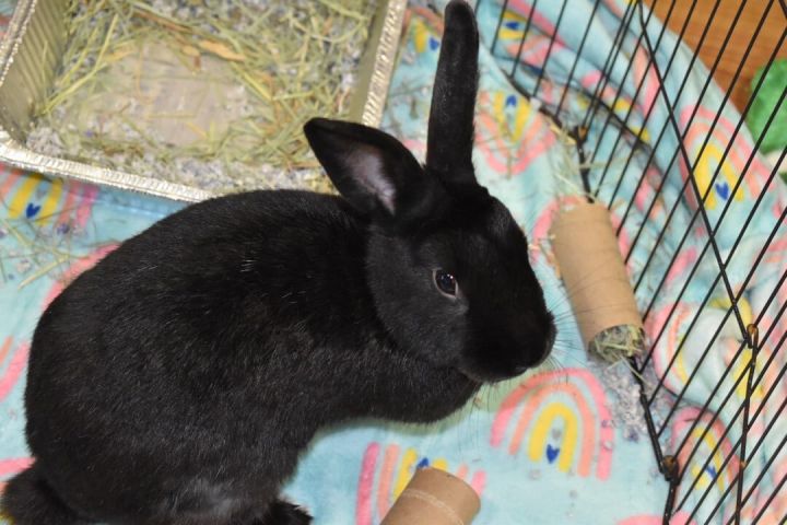 Rabbit for adoption - Phantom, a Havana & Rex Mix in Gibbsboro, NJ ...