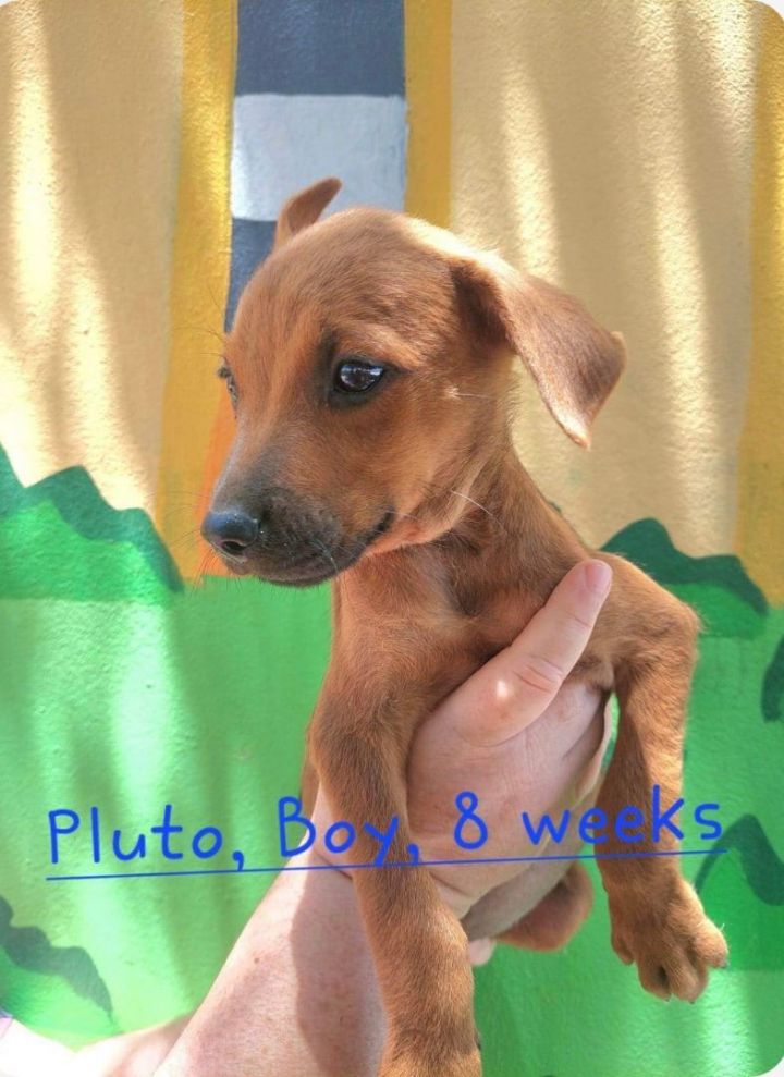 what bread of dog is pluto