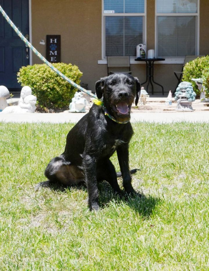 German wirehaired pointer 2024 black lab mix