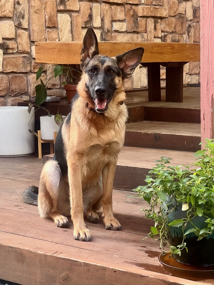 Dog for adoption - Nellie, a German Shepherd Dog in Shingle Springs, CA ...