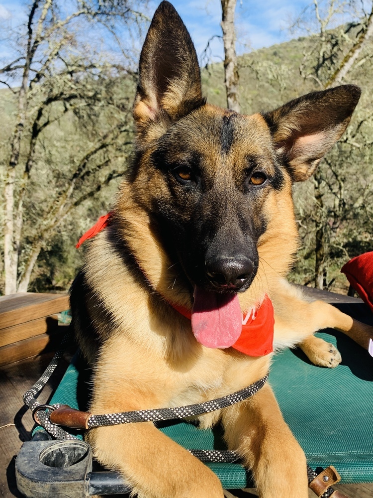 Nelly, an adoptable German Shepherd Dog in Shingle Springs, CA, 95682 | Photo Image 2