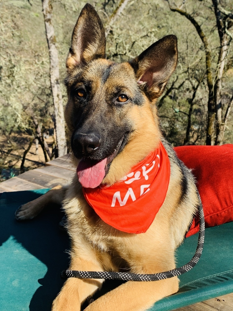 Nelly, an adoptable German Shepherd Dog in Shingle Springs, CA, 95682 | Photo Image 2