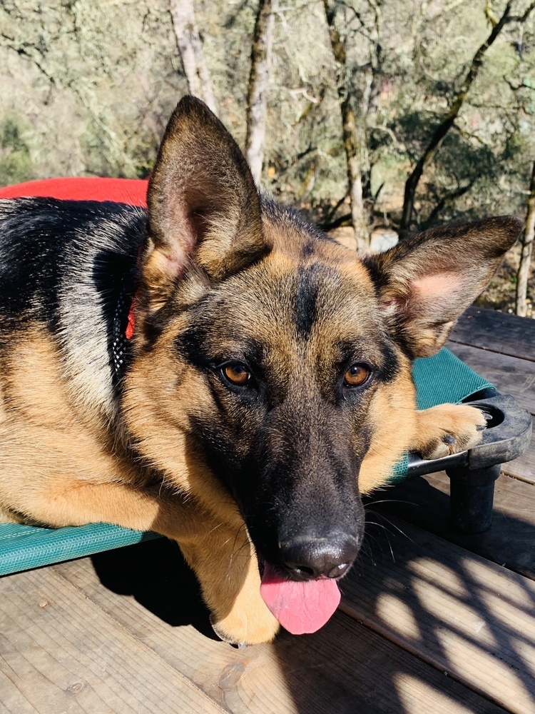 Nelly, an adoptable German Shepherd Dog in Shingle Springs, CA, 95682 | Photo Image 3