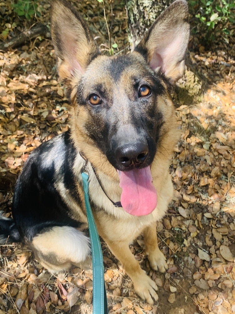 Nelly, an adoptable German Shepherd Dog in Shingle Springs, CA, 95682 | Photo Image 3