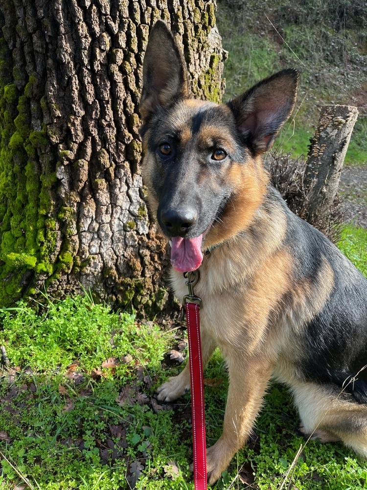 Nelly, an adoptable German Shepherd Dog in Shingle Springs, CA, 95682 | Photo Image 4
