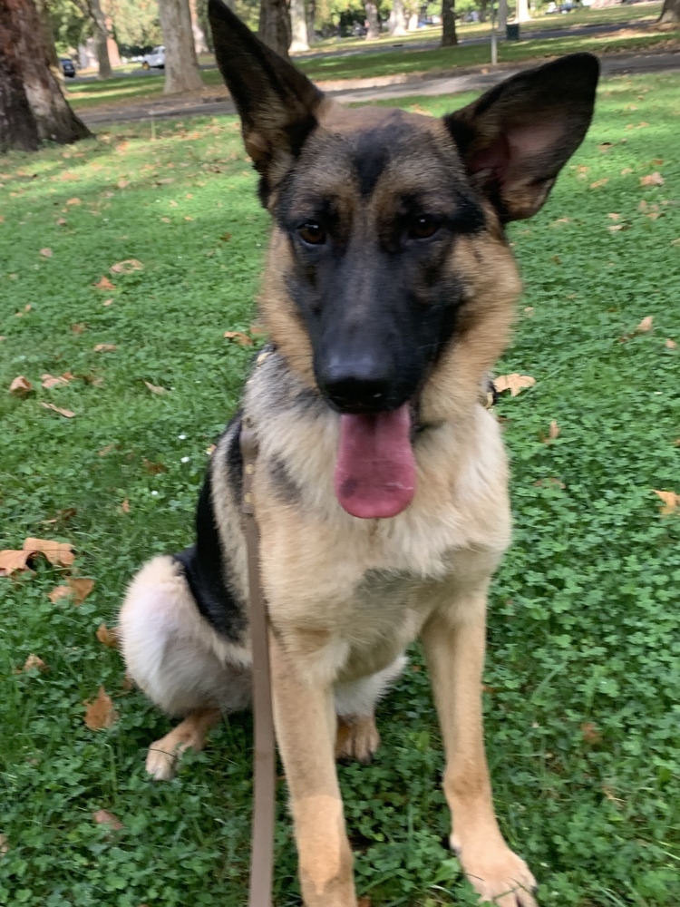 Nelly, an adoptable German Shepherd Dog in Shingle Springs, CA, 95682 | Photo Image 5