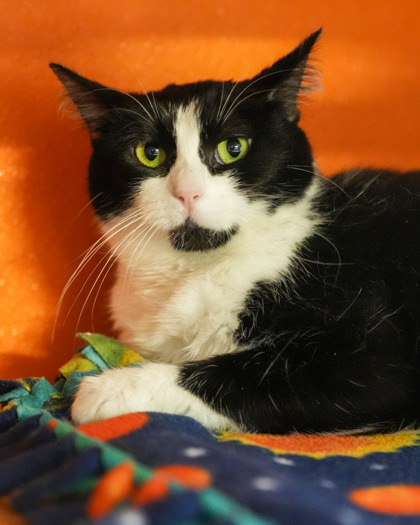Summer, an adoptable Domestic Short Hair in Pequot Lakes, MN, 56472 | Photo Image 1