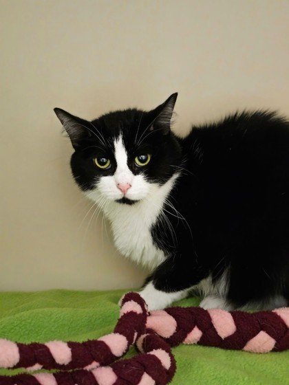 Summer, an adoptable Domestic Short Hair in Pequot Lakes, MN, 56472 | Photo Image 2
