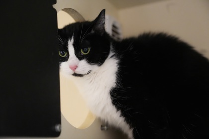 Summer, an adoptable Domestic Short Hair in Pequot Lakes, MN, 56472 | Photo Image 3