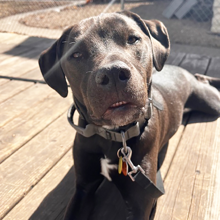 Ned, an adoptable American Staffordshire Terrier, Pit Bull Terrier in Minneapolis, MN, 55407 | Photo Image 1