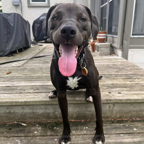 Ned, an adoptable American Staffordshire Terrier, Pit Bull Terrier in Minneapolis, MN, 55407 | Photo Image 2