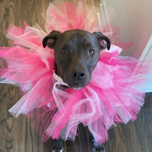 Ned, an adoptable American Staffordshire Terrier, Pit Bull Terrier in Minneapolis, MN, 55407 | Photo Image 2