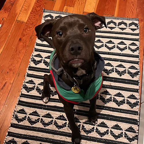 Ned, an adoptable American Staffordshire Terrier, Pit Bull Terrier in Minneapolis, MN, 55407 | Photo Image 2