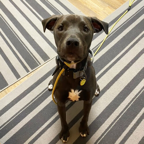 Ned, an adoptable American Staffordshire Terrier, Pit Bull Terrier in Minneapolis, MN, 55407 | Photo Image 3