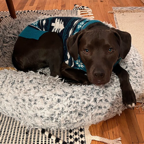 Ned, an adoptable American Staffordshire Terrier, Pit Bull Terrier in Minneapolis, MN, 55407 | Photo Image 3