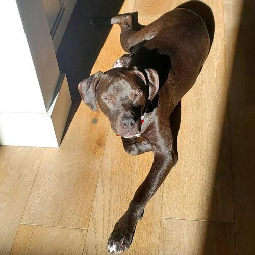 Ned, an adoptable American Staffordshire Terrier, Pit Bull Terrier in Minneapolis, MN, 55407 | Photo Image 4