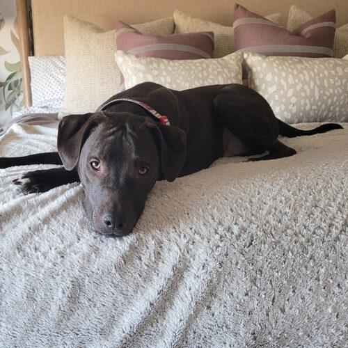 Ned, an adoptable American Staffordshire Terrier, Pit Bull Terrier in Minneapolis, MN, 55407 | Photo Image 5