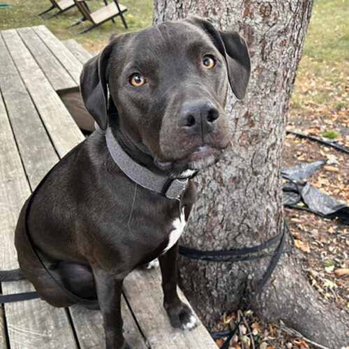 Ned, an adoptable American Staffordshire Terrier, Pit Bull Terrier in Minneapolis, MN, 55407 | Photo Image 6