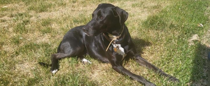 Lucas, an adoptable Black Labrador Retriever Mix in Maumee, OH_image-2