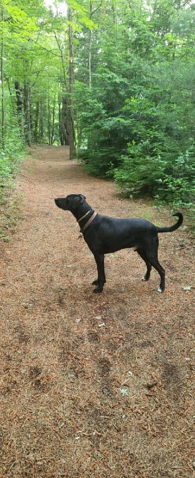 Lucas, an adoptable Black Labrador Retriever Mix in Maumee, OH_image-3