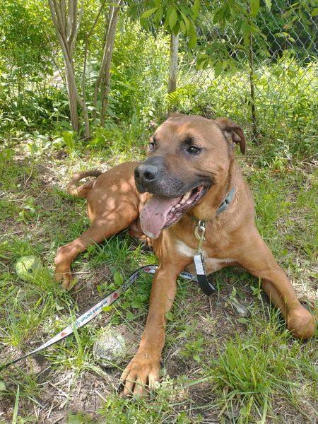 DAWSON, an adoptable Hound in Wolcott, VT, 05680 | Photo Image 1