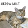 Sierra Mist
