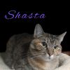 Shasta