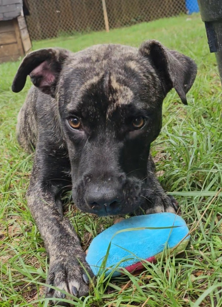 Arlo, an adoptable Mixed Breed in Albany, GA, 31706 | Photo Image 2