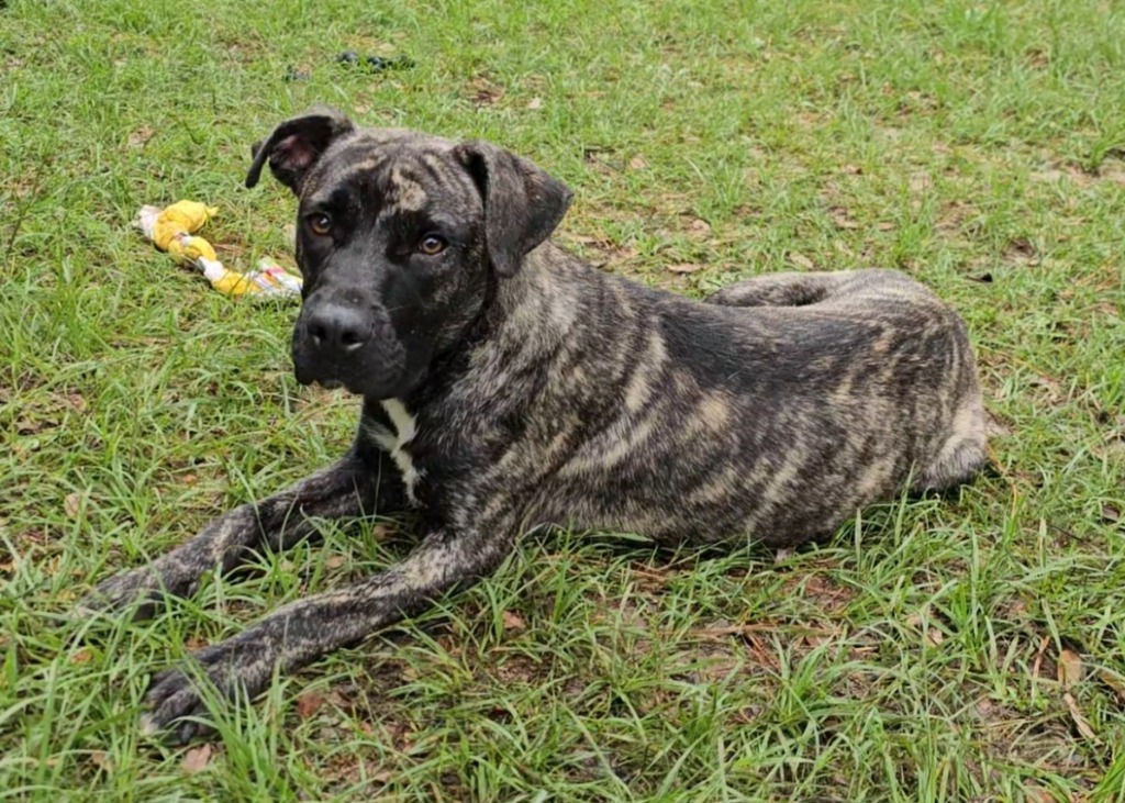 Arlo, an adoptable Mixed Breed in Albany, GA, 31706 | Photo Image 4