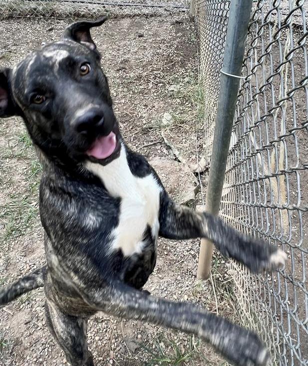 Arlo, an adoptable Mixed Breed in Albany, GA, 31706 | Photo Image 5